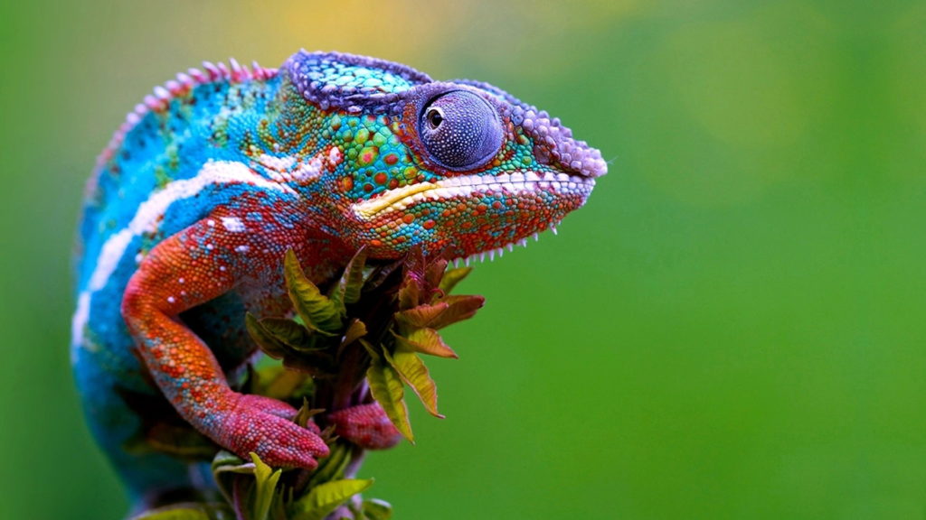 Chameleon-Lizard-Pictures-1024×576