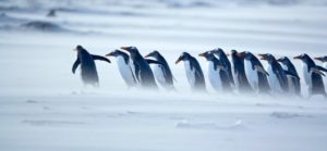 pinguin leadership